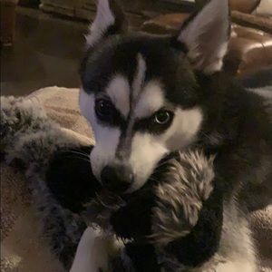 Meet your Posher, Adam